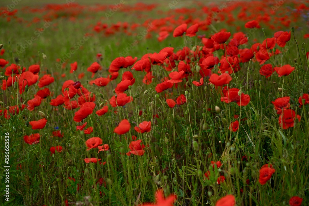 Red poppies fields