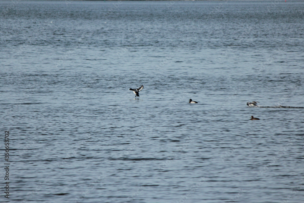 Scaup Duck