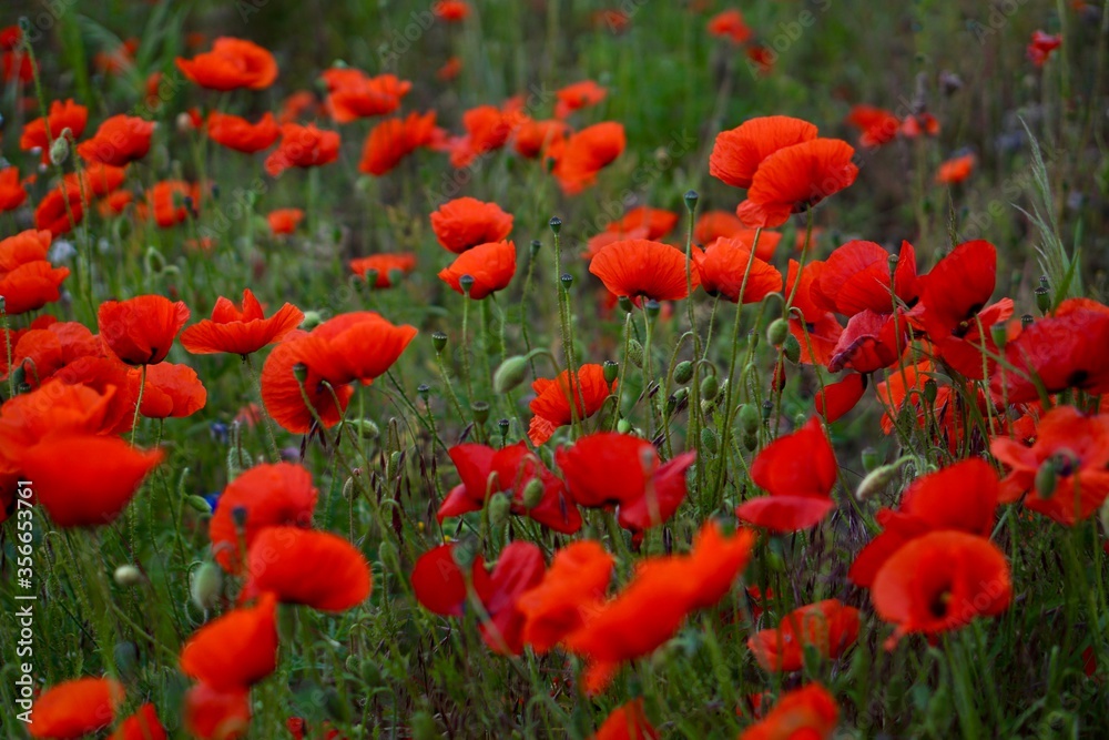 Obraz premium Pola czerwonych maków