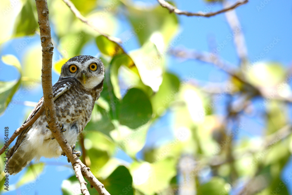 owl on a branch owl on a branch