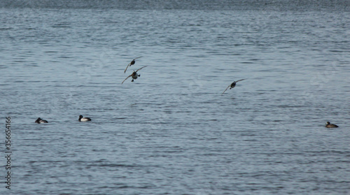 Scaup Duck