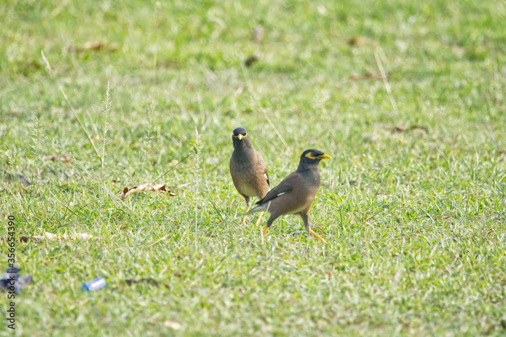 bird on a grass bird on a grass