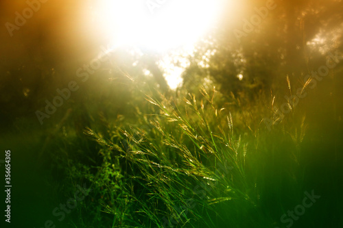 abstract dreamy photo of forest meadow at sunset