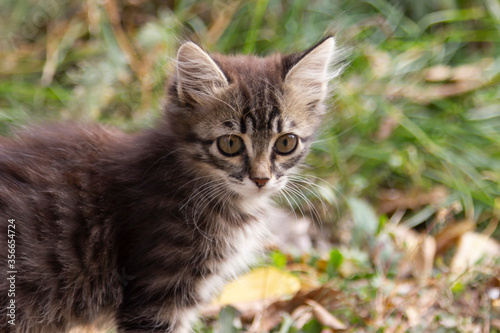 Wallpaper Mural Portrait of a small kitten on the street. Cat on a walk in the yard in the city. Torontodigital.ca