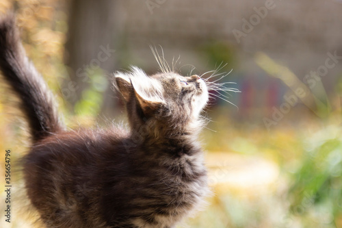 Portrait of a small kitten on the street. Cat on a walk in the yard in the city. Wool is highlighted by the sun.