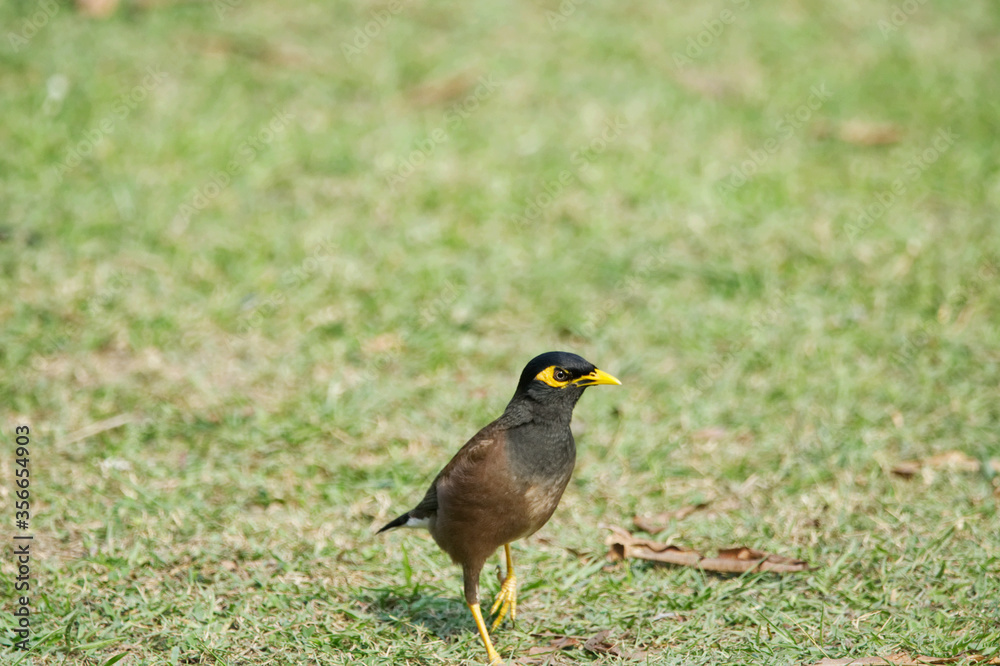 Obraz premium bird on a grass