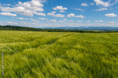 Panoramic rural landscape with idyllic vast green barley fields on hills and trails as lines leading to trees on the horizon  with deep blue sky and fluffy white clouds