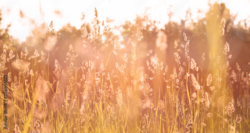 Summer meadow background. Beautiful sunny photo of wild meadow grass on sunset background, bokeh. Summer or autumn natural background. Artistic summer natural image with soft focus.