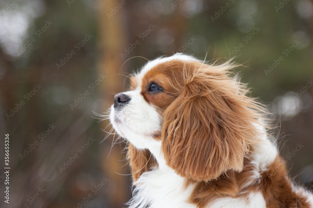 Cavalier King Charles Spaniel on the background of a winter forest. Portrait of a dog with beautiful fur on a cold winter day. Small dog in nature. Cavalier King Charles Spaniel on the background of a winter forest. Portrait of a dog with beautiful fur on a cold winter day. Small dog in nature.