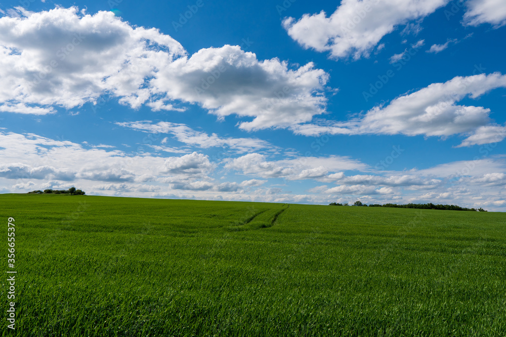 Panoramic rural landscape with idyllic vast green barley fields on hills and trails as lines leading to trees on the horizon, with deep blue sky and fluffy white clouds