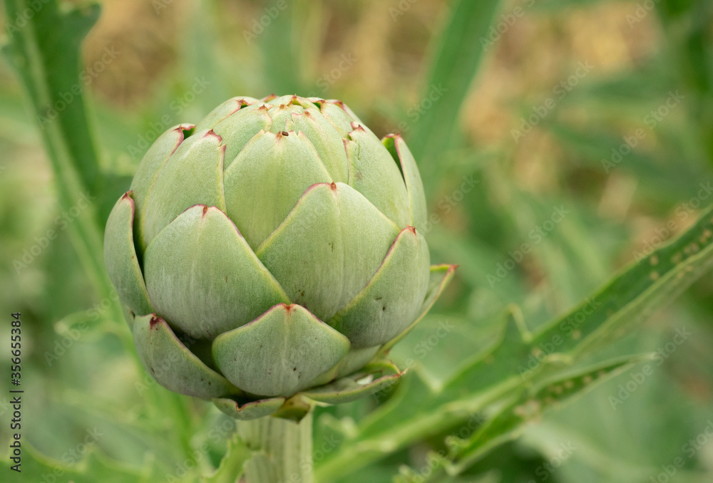 Obraz premium Freschissimi fiori di carciofo nell'orto a chilometro zero