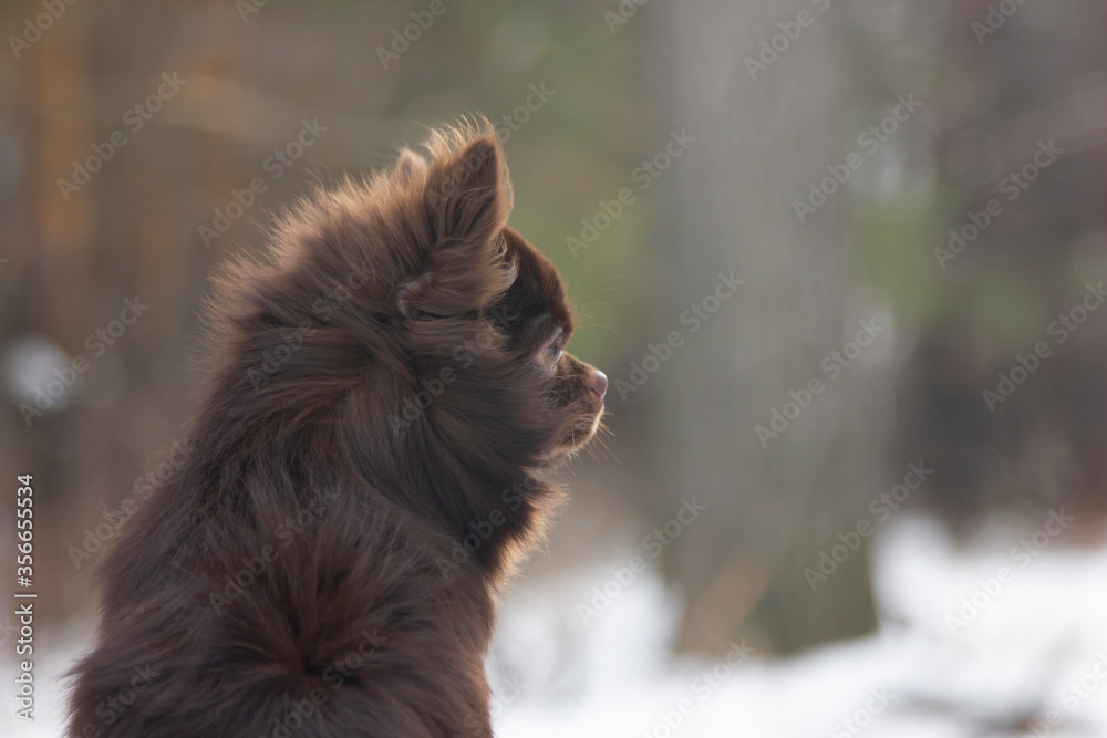Portrait of a dog on the background of a winter forest. Portrait of a brown Chihuahua on a frosty day in nature.