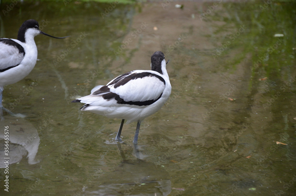 Pied avocet ( Recurvirostra avosetta ) in Frankfurt zoo Pied avocet ( Recurvirostra avosetta ) in Frankfurt zoo