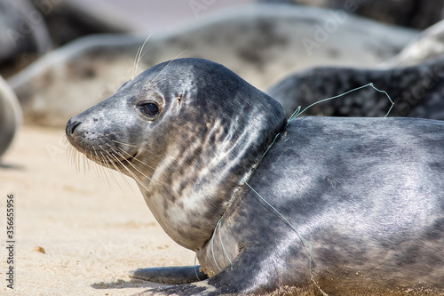 Animal suffering. Close-up of seal with fishing net line caught around its neck from Horsey colony UK