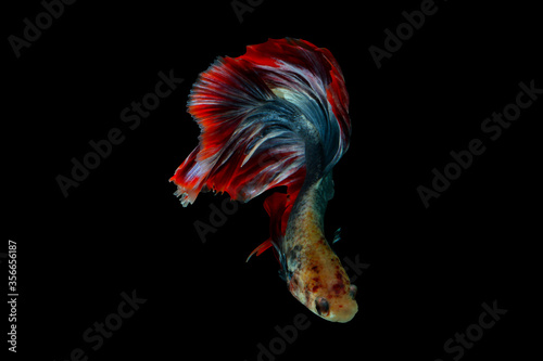 Colorful betta fish, siamese fighting fish isolated on black.