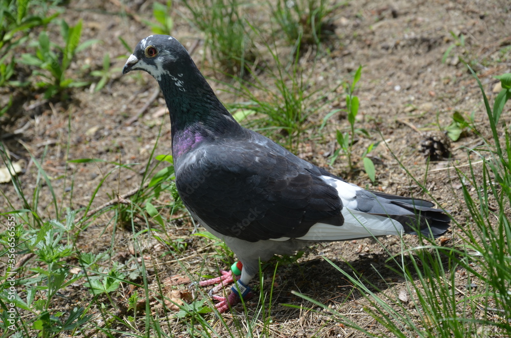 Fototapeta premium Gołąb pocztowy , rasowy gołąb , szlachetny gołąb ,ptactwo, gołąb, gołąb, zwierzak, charakter, dzika natura, gras, belfer, czarna, ptactwo, zieleń, grej, pierze, pierze, dzika, park, grej, skrzydła,