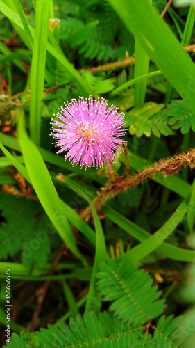 flower of a thistle