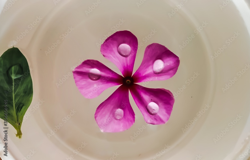 Medagaskar periwinkle flower in water. It is also known as sandhya malati in bengali Medagaskar periwinkle flower in water. It is also known as sandhya malati in bengali