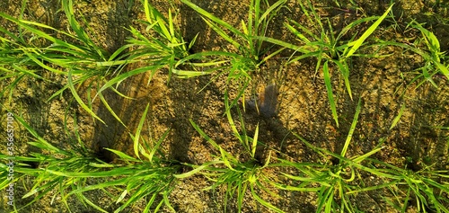 Photography Rice plant picture taken from top.