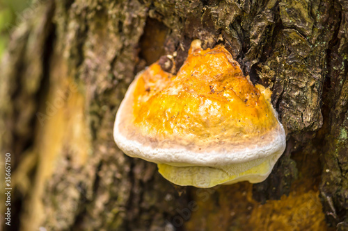 Polypores ( Ganoderma ) growing on a tree in forest .  Parasites living on old stumps and tree trunks. photo