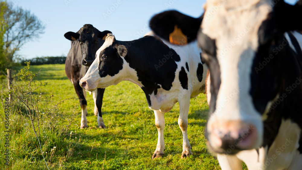 Vache laitière dans les champs en troupeau. Vache laitière dans les champs en troupeau.