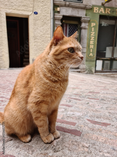 Red Cat In A Typical French Street photo