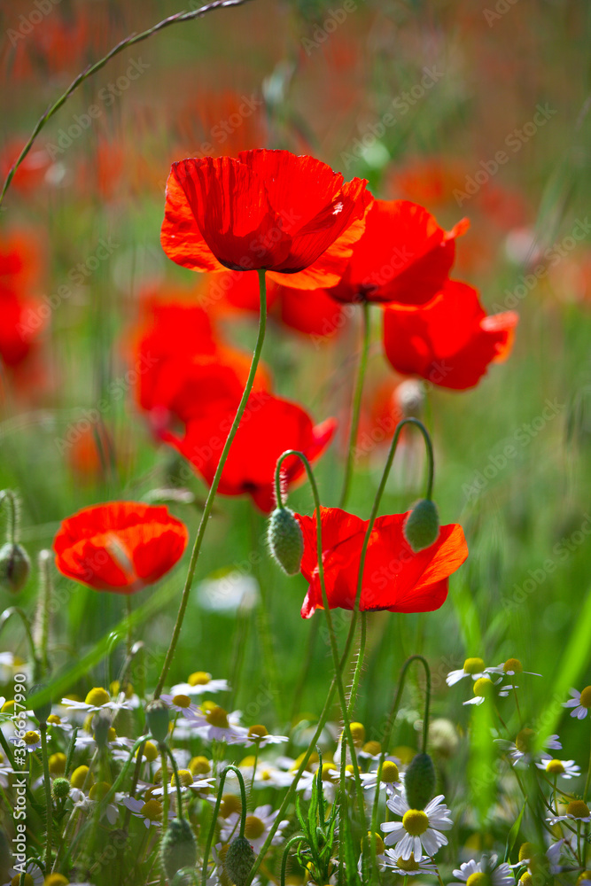Fototapeta premium Fleur de coquelicot au printemps dans la nature.