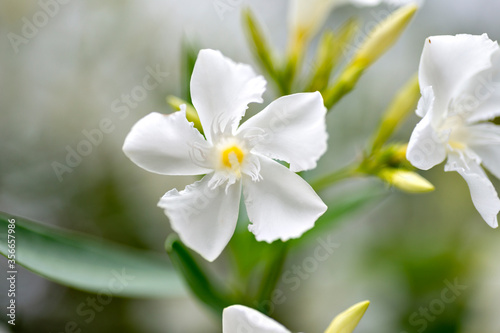 White flower of oleander  Nerium oleander  in Japan