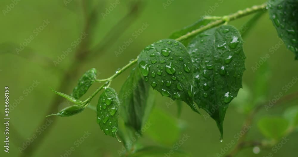 Fresh green spring leaves moving in the breeze on a rainy summer day shallow depth of field Fresh green spring leaves moving in the breeze on a rainy summer day shallow depth of field