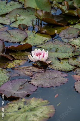 A close up shot of a Lilypad in a lake in the New Forrest  UK