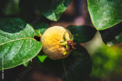 quince fruit and green leaves 