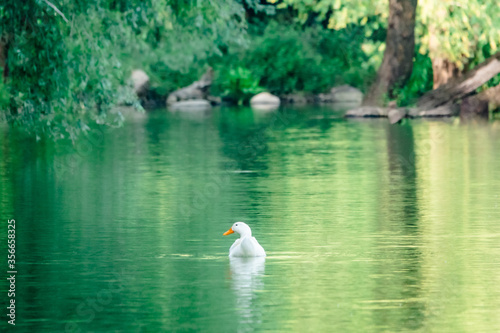 Beautiful natural landscape in summer with green trees around the lake and cute wild duck.