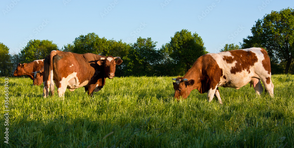 Troupeau de vache de race rouge des prés dans la campagne. Troupeau de vache de race rouge des prés dans la campagne.