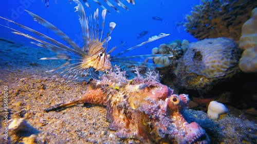 Red Sea Walkman Scorpionfish and Lionfish. Walkman scorpionfish (Inimicus filamentosus) and  lionfish (Pterois miles). Underwater fish reef marine. Tropical colorful underwater seascape.  photo