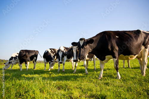 Fototapeta Naklejka Na Ścianę i Meble -  Troupeau de vache laitière dans la campagne.