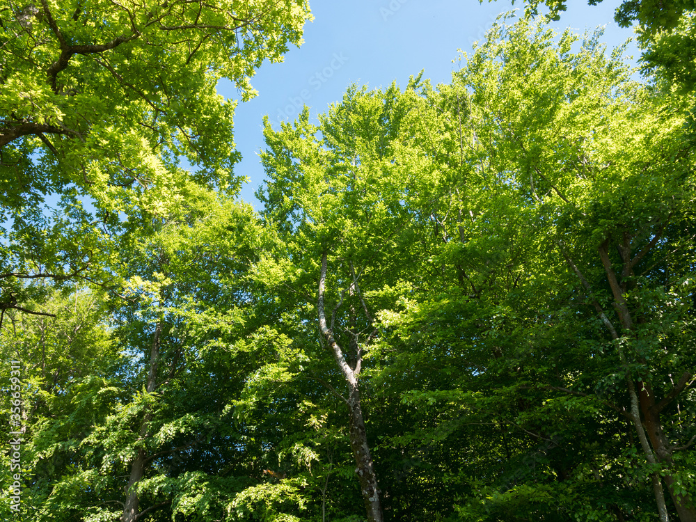 Beautiful tree and sky low angle shot. Colorful & peaceful nature. Spring or summer foliage on a sunny day. Beautiful tree and sky low angle shot. Colorful & peaceful nature. Spring or summer foliage on a sunny day.