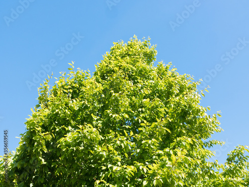Beautiful tree and sky low angle shot. Colorful   peaceful nature. Spring or summer foliage on a sunny day.