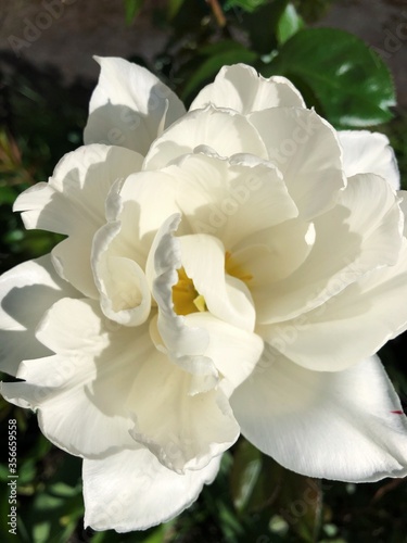 Beautiful white Tulip in the summer garden 