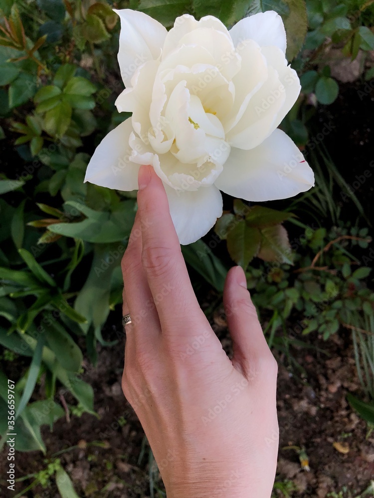 Beautiful white Tulip in the summer garden Beautiful white Tulip in the summer garden