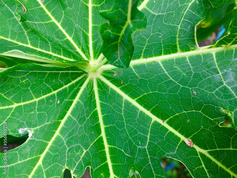 green leaf texture green leaf texture