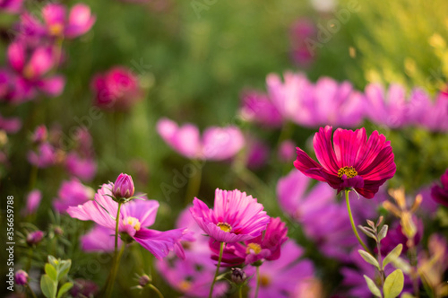 group of flowers in very vivid pink tones with large blurs