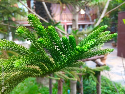 christmas tree in a garden