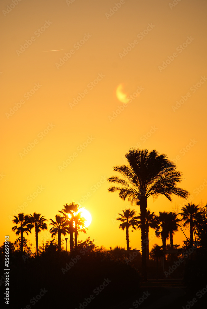warm tropical landscape, with palm trees in silhouette against an intense summer sun