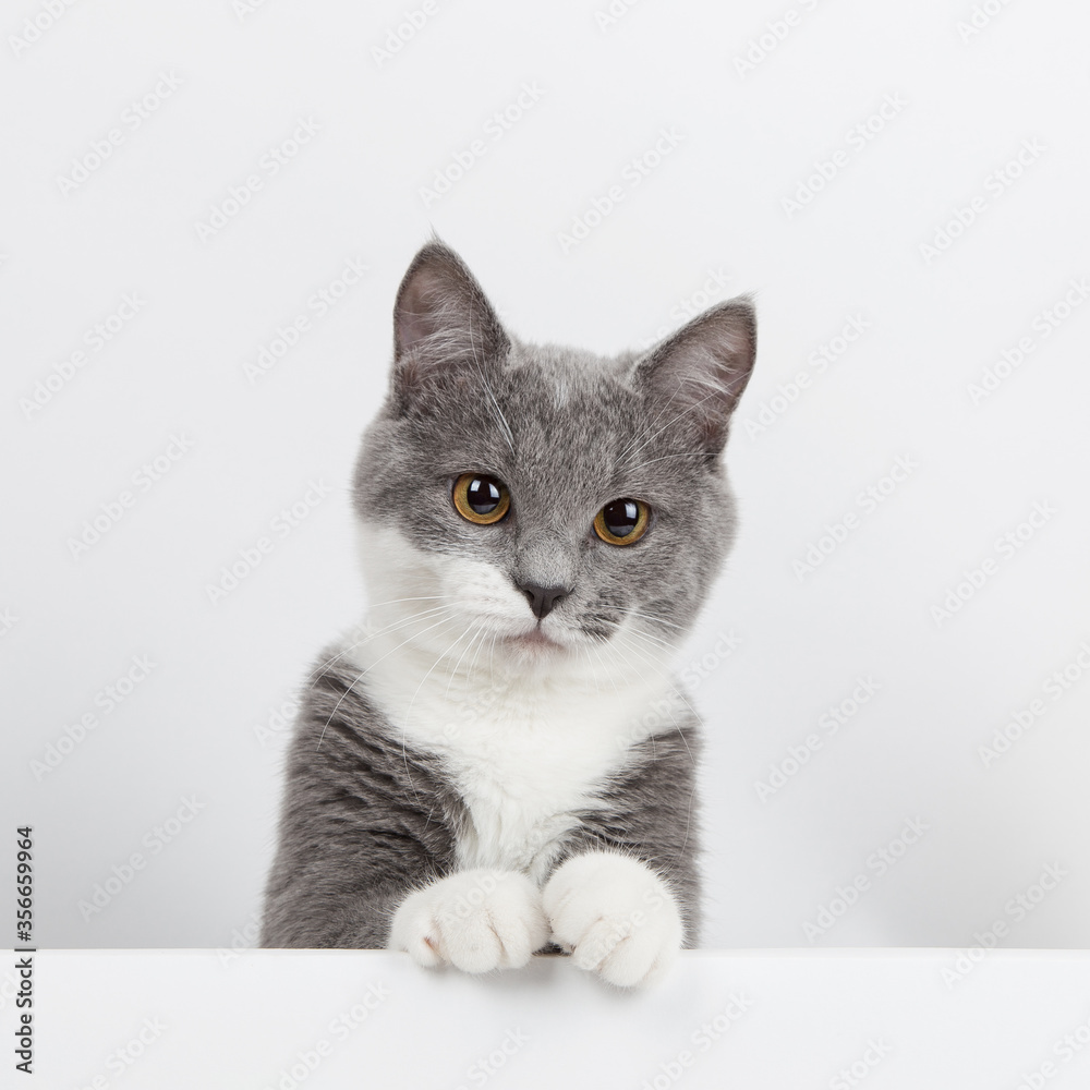 Funny gray kitten with white paws socks, isolate on a white background. The pet is watching and playing. Commercial sale, copy space.