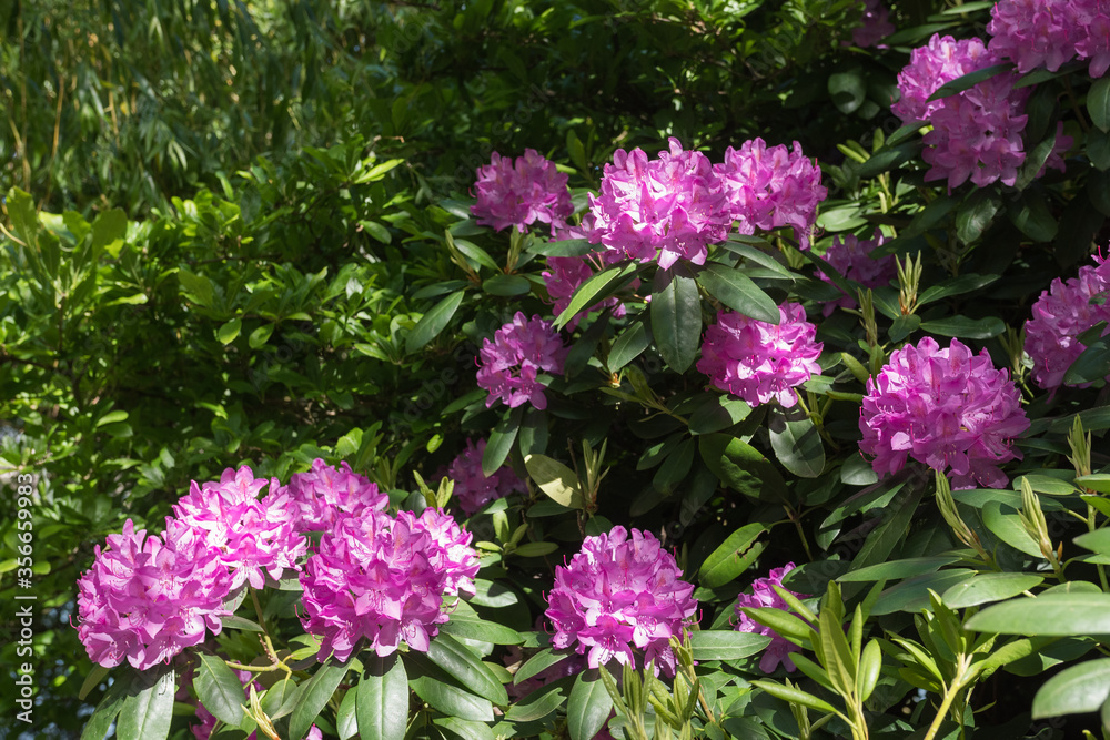 Beautiful luxurious nature rhododendron bush in Normandy. Sunny spring day. Colorful and peaceful nature.