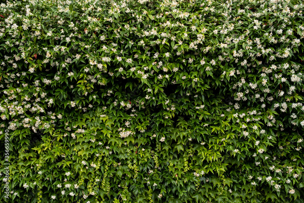 hiedra, muro, hojas, tallos, tapiz, natural, naturaleza, ramas, enredadera, belleza, verde, fondo, recurso, jardin, jardineria hiedra, muro, hojas, tallos, tapiz, natural, naturaleza, ramas, enredadera, belleza, verde, fondo, recurso, jardin, jardineria