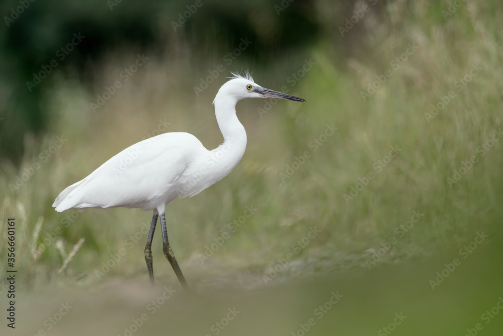 Fototapeta premium Wonderful portrait of little Egret (Egretta garzetta)