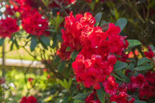 Fototapeta Naklejka Na Ścianę i Meble -  Beautiful big close up of a red rhododendron bush in Normandy. Sunny spring day. Colorful and peaceful nature.
