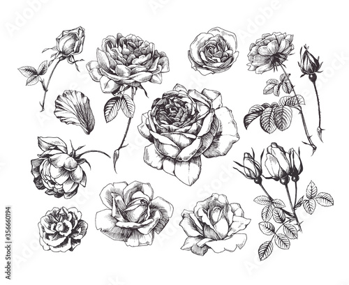 Hand drawn rose illustrations, vintage style, isolated on white background