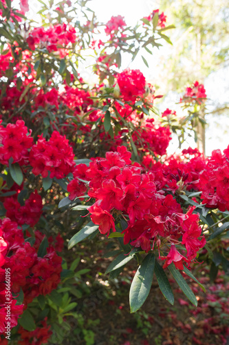 Beautiful luxurious nature red rhododendron bush in Normandy. Sunny spring day. Colorful and peaceful nature.